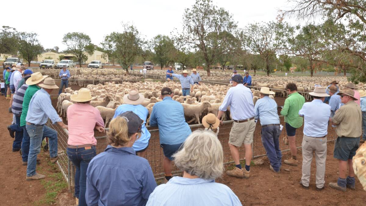 Sale in progress where just less than 3700 sheep were sold by Milling Stuart, Dunedoo, auctioneer, Angus Stuart.