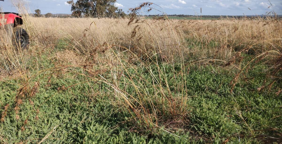 Late May view of King serradella in native grass pasture with a good population of Kangaroo grass. Serradella will provide bloat free feed through winter and spring.