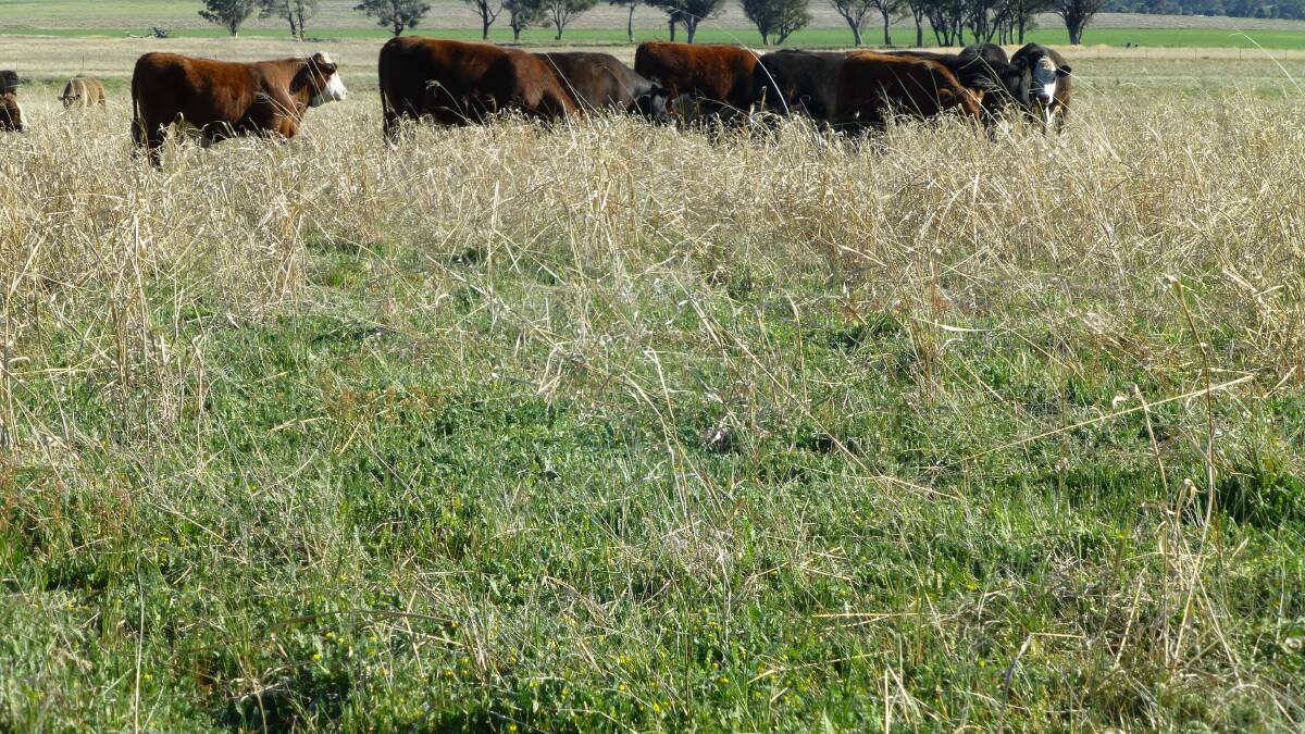 Nothing beats a strong pasture like perennial summer grasses plus winter legumes to beat weeds like galvanised burr.