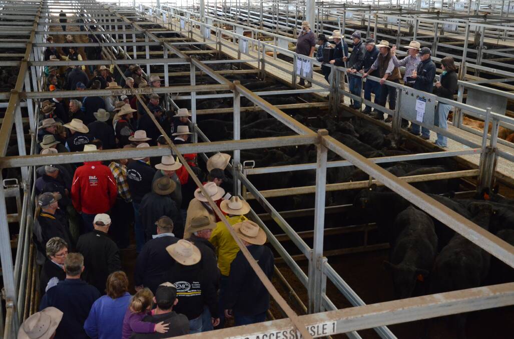 Lindsay Fryer sells for McCarron Cullinane, Orange at CTLX Carcoar's store cattle sale last Friday where steers topped at $1550, heifers made to $1170 PTIC cows to $2200 and cows with calves $2600.