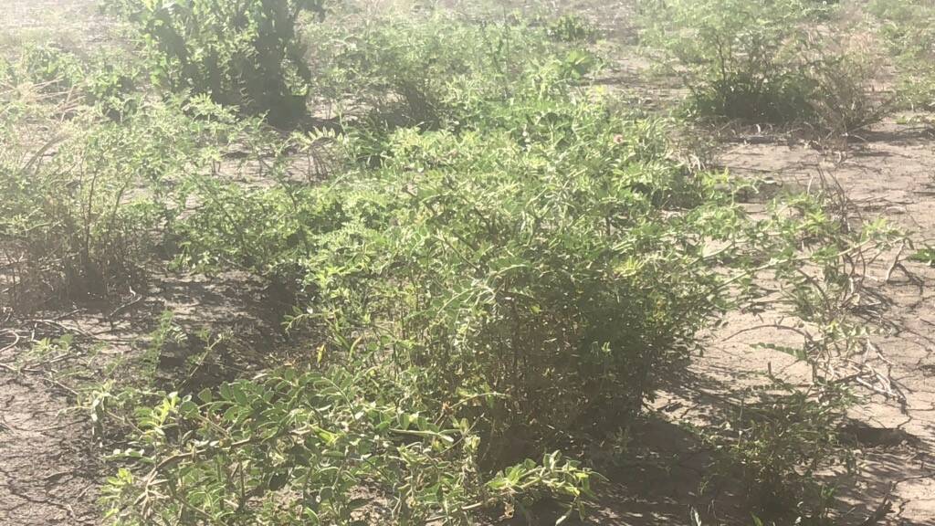 Volunteer chickpea plants growing in a paddock that had chickpeas in 2019. Every volunteer plant inspected on May 7, 2020 had multiple Ascochyta lesions