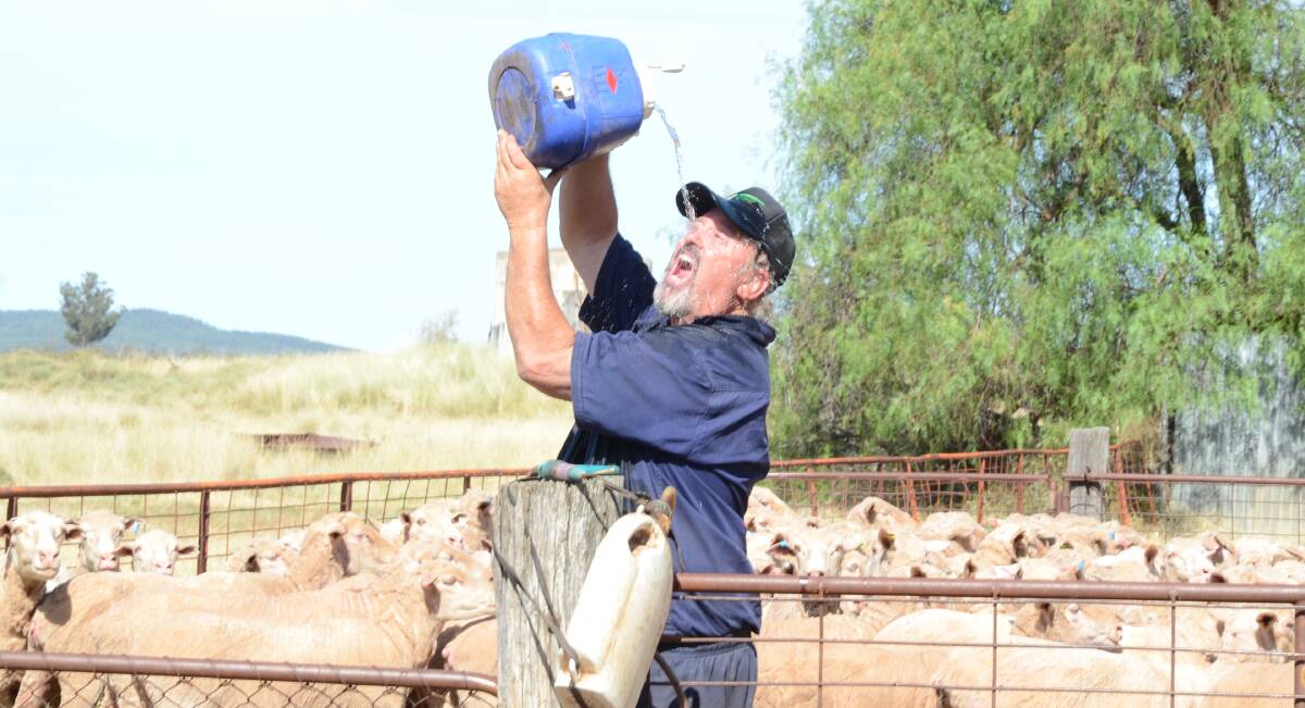 January has already been a hot month for farmers like Paul McAuliffe who stopped to cool down while drenching his Merino ewes after shearing at "Corringle", Narromine. They are joined to White Suffolk rams to lamb in March