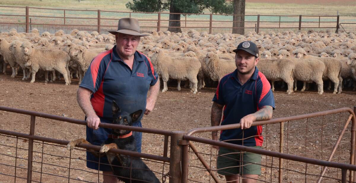 Trevor Morrison and 'Nip' with Tas Spackman and four-year-old Pooginook ewes joined to Glamis Border Leicester rams to lamb from February.