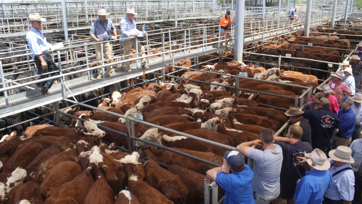 Lines of Herefords also gained attention from buyers attending the sale from four states.