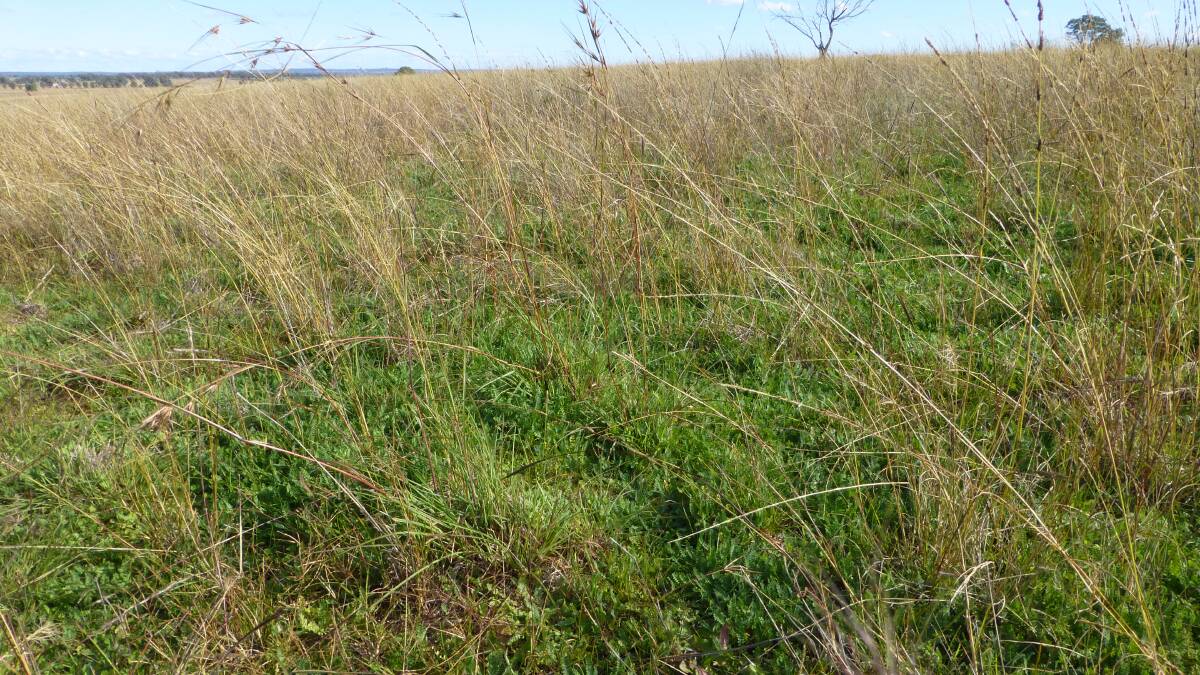 Improved pastures, including native grass based ones, are capable of improving soil organic carbon.