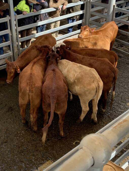 Eight Charbray-cross heifers PTIC to Choice Angus bulls made $1910 each for Michael Brennan, Wambangalang.