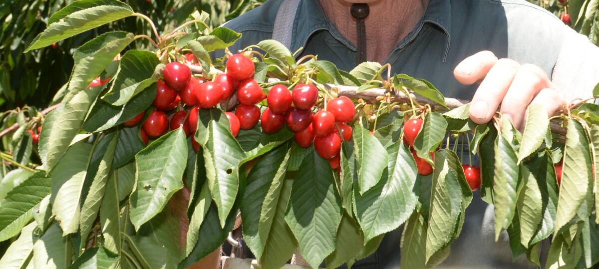 Even with seasonal storms of wind, rain and hail in several cherry growing regions earlier in the picking season, the abundance of big, juicy, sweet fruit will please all cherry lovers.