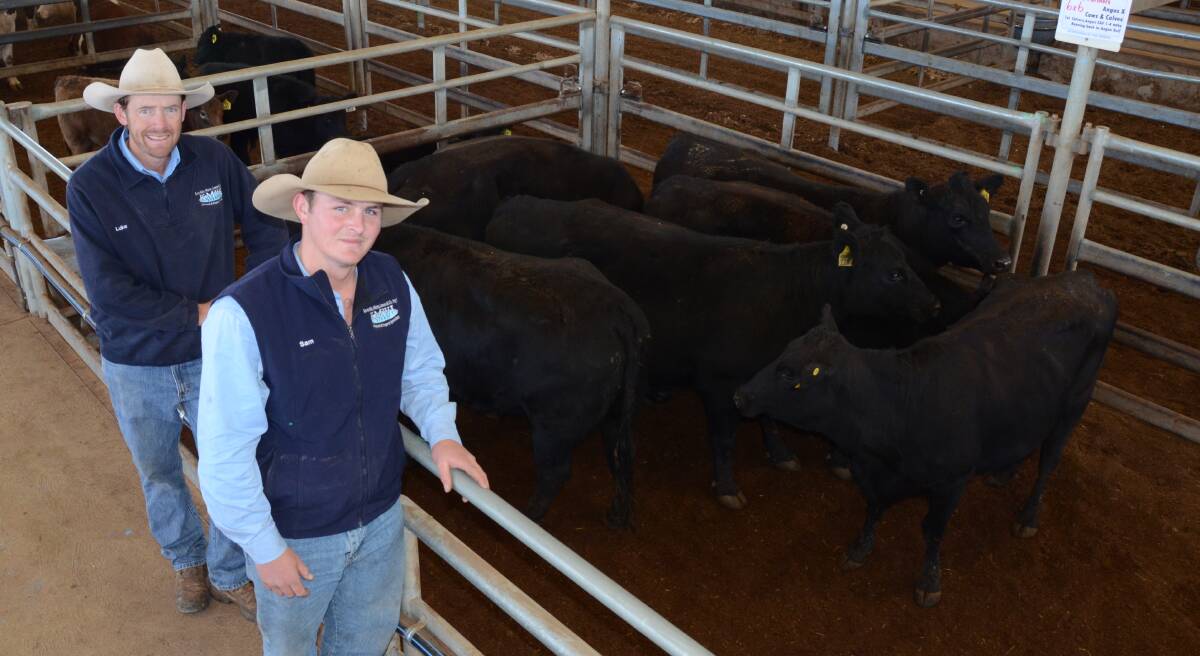 Luke Whitty and Sam Smith with the $1890 top pen of six Angus first calver heifers with calves at foot sold for the Moxey family’s GCS Partners, Forbes.