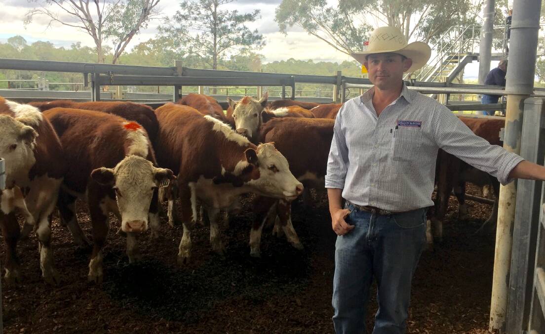 Kel Sullivan, Dillion and Sons, Dungog, with 12 Hereford steers, 12 to 14 months, from Easdown Pastoral Company, that made $1310/head at last Friday's Hunter Regional Livestock Exchange, Singleton, store cattle sale.