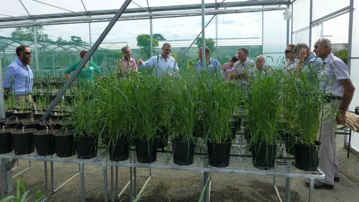 Screening new varieties for rust disease resistance at Sydney Uni research centre, Cobbitty. Wheat breeders seek new resistances to stripe, stem and leaf rust.