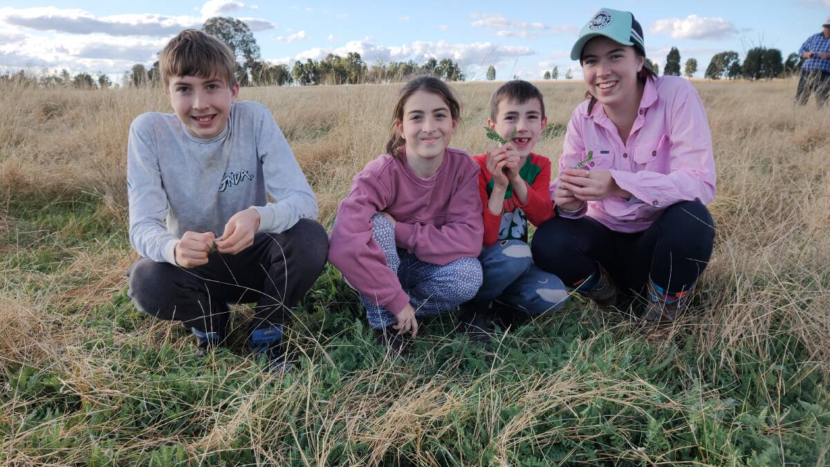 James, Rebecca, Charlie and Sophie Anderson, recently in a 10 year-old stand of King serradella in native grass pasture at Kingswood, Purlewaugh. Highly productive it will thrive at lower soil phosphorus levels than sub clover.