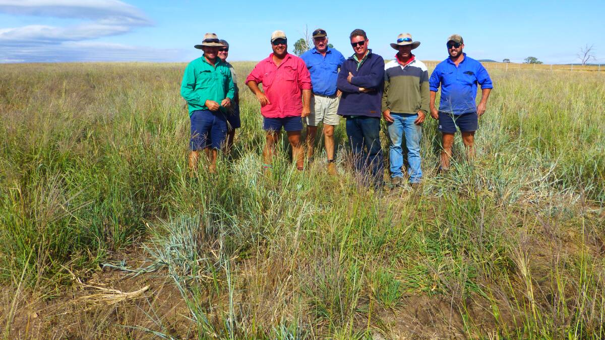 Yeoval/Tomingley farmers check tropical grass pasture in March, 2019 that rapidly responded to an odd storm during the protracted drought.