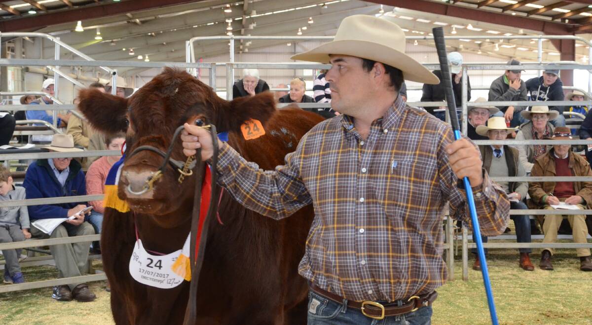 Division 3 champion and grand champion of the 60th (2019) annual Dectomax Dubbo Shorthorn National, Sprys Extra Special N61, is led in the salering by Ash Morris, Young, for owners Sprys and Spencer Family studs of Wagga Wagga and Rutherglen, Victoria, as bids jumped to a top of $44,000 when knocked down to Outback Shorthorns of Greg and Megan Schuller, Culcairn.