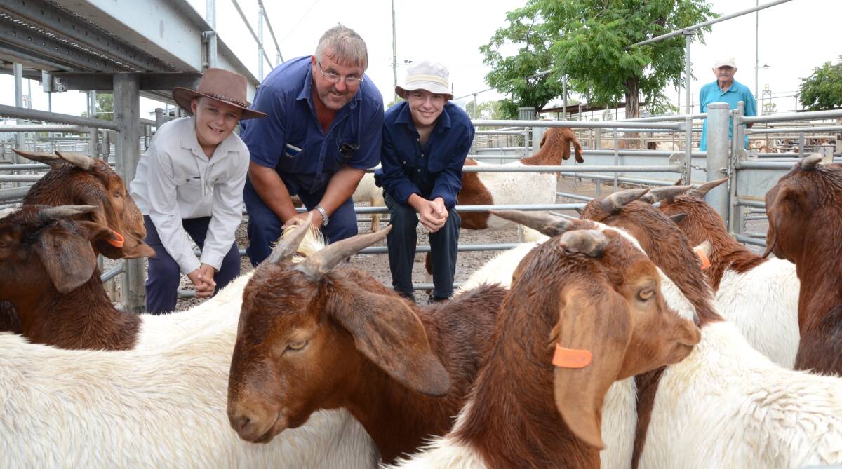 Murray, Andrew and Lachlan Devlin, “Lincoln”, Burroway, near Dubbo, in a pen of their Boer wethers which sold from $105 down to $96 for the older draft and $76 for the younger kids at Dubbo Goat Sale last week.