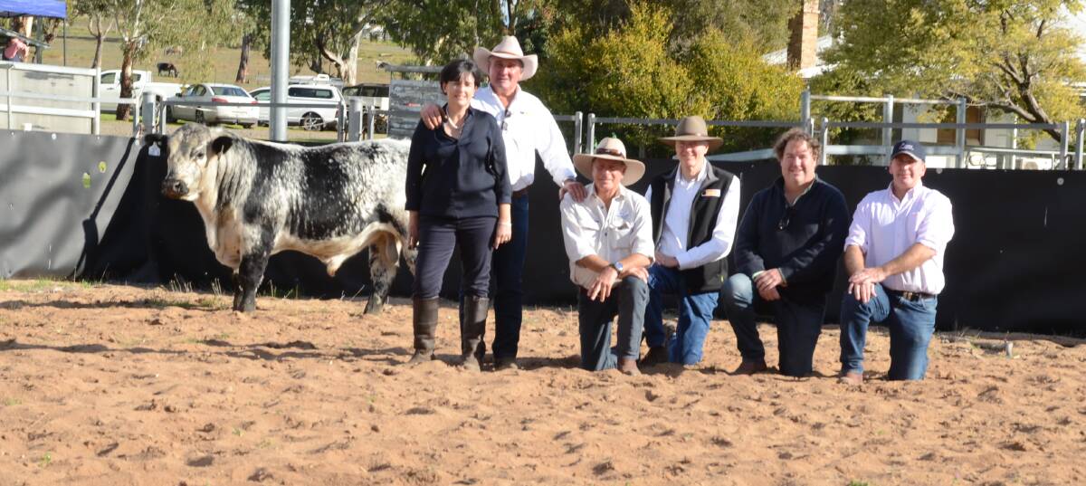 Minnamurra Norton N134 fetched the $11,000 top money with breeders and buyers from NSW, Victoria and New Zealand.