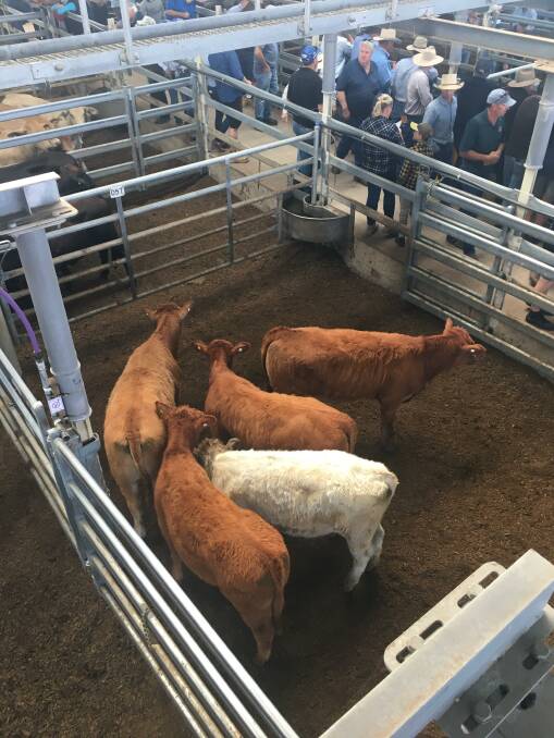 These Limousin/Charolais cross weaner heifers sold at $1360 a head or 520 cents a kilogram live.