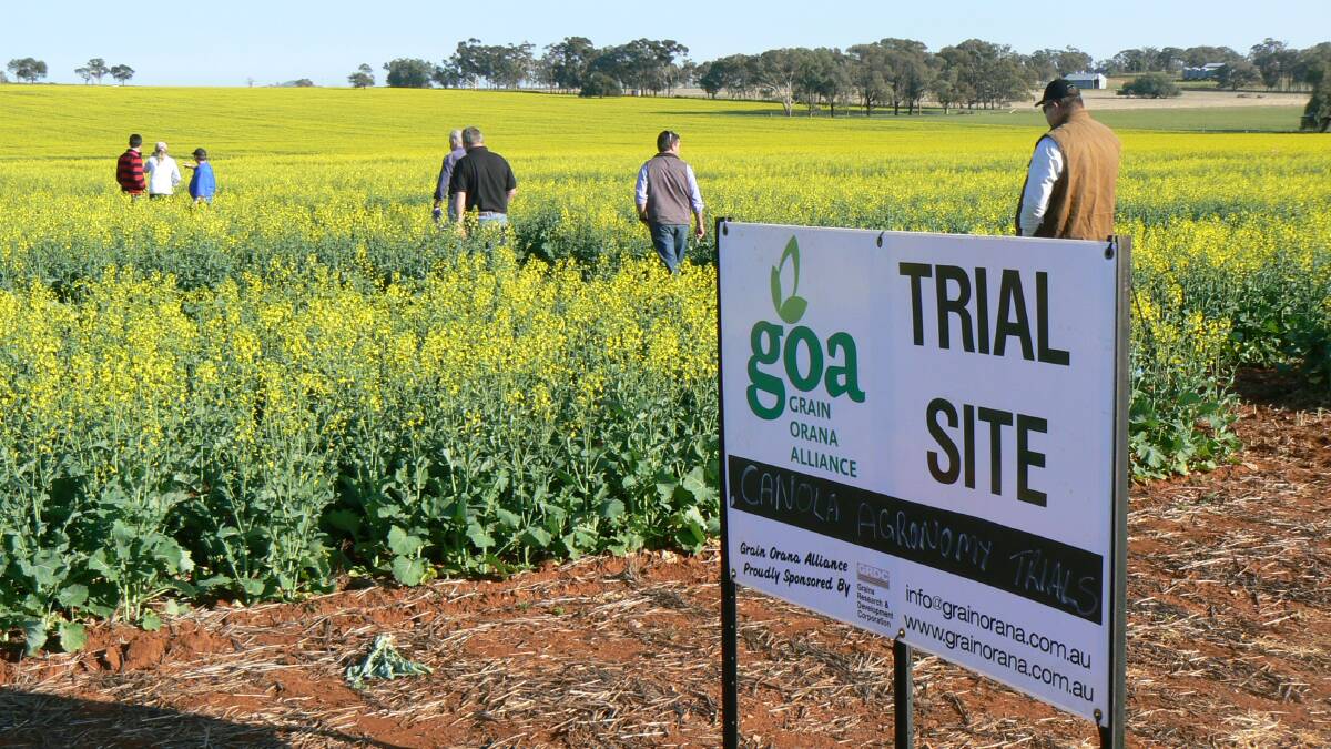 One of the many canola fertiliser trials Grain Orana Alliance (GOA) have run in recent years assessing fertiliser placement responses to phosphorus. Below the seed is commonly best, but other options are worth considering.
