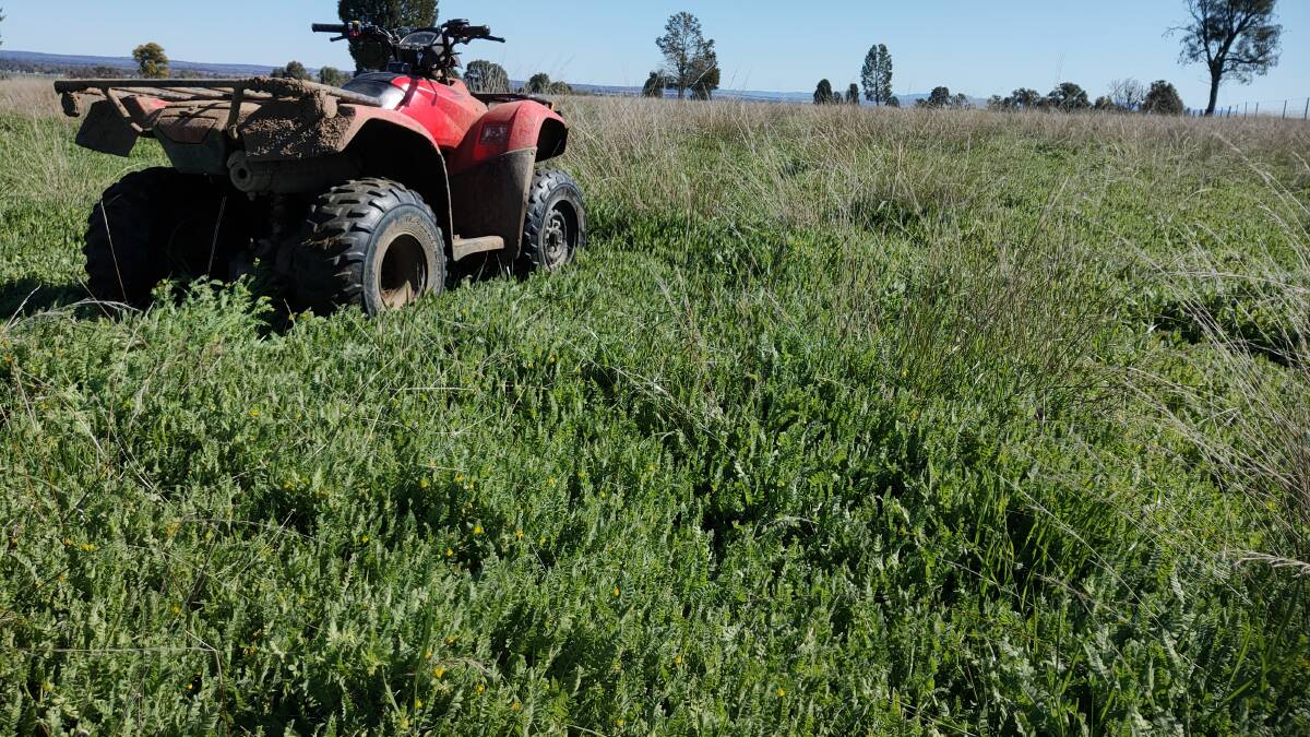 Greater use of winter legumes like serradella and biserrula was indicated by surveyed farmers as part of the way forward for increasing livestock productivity.