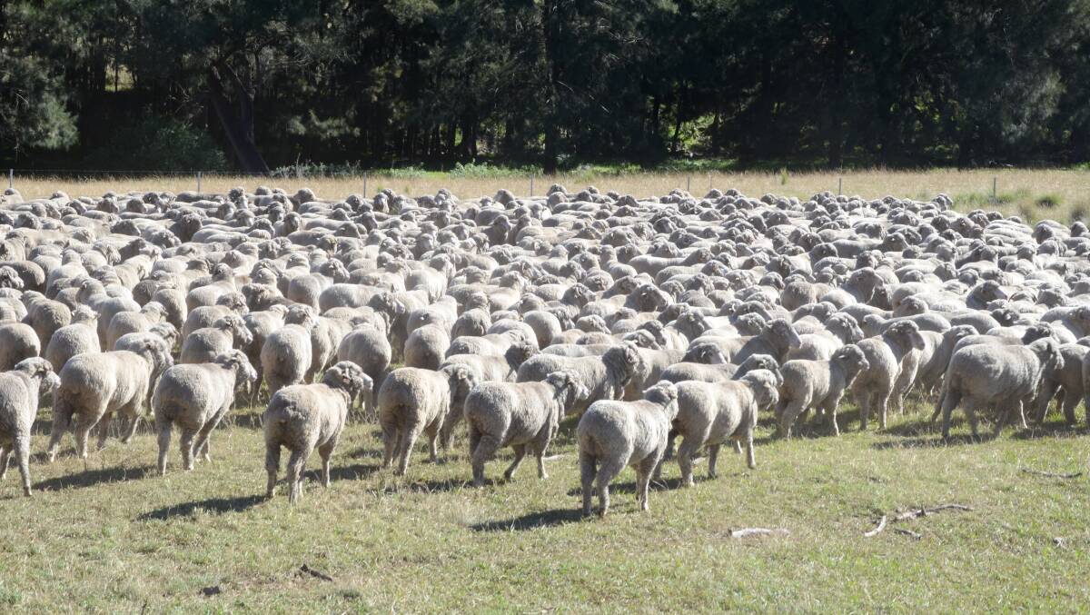 A mob of 800 four-year-old Merino wethers of Roseville Park blood growing an average 19 micron wool and cut an average eight kilogram fleece run on Hampshire Station, Merriwa.