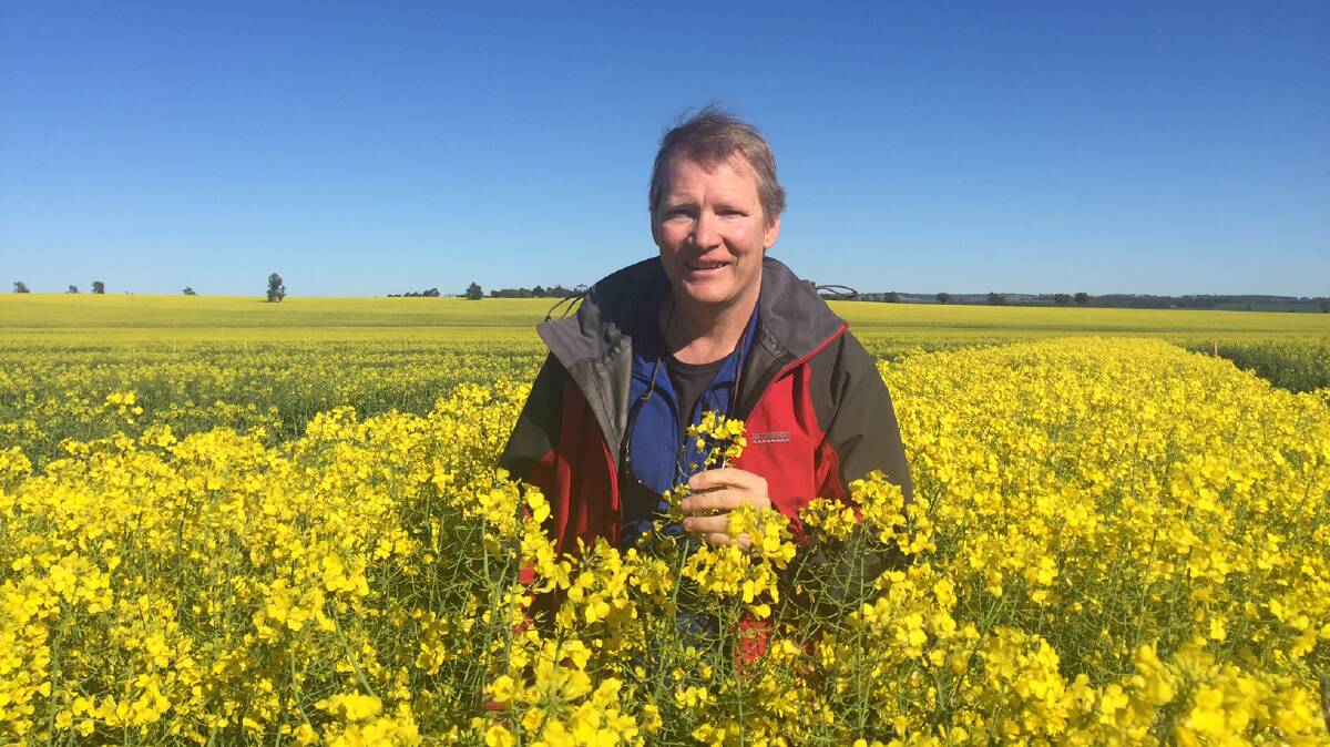 Dr John Kirkegaard, CSIRO, in canola plots in tillage research at Harden. Yield and soil quality were not adversely affected by a one off tillage in a no-till system.