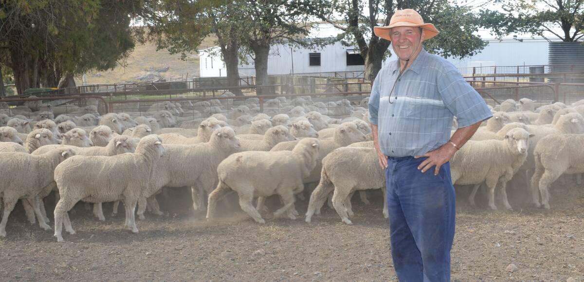 First-time entrant Jerome Carberry among his Darriwell Poll blood maiden ewes of 18.8 microns at Dulcisvale, Limekilns, which won the Bathurst competition and were described by judges as very even in type, long-bodied with long-stapled wool.