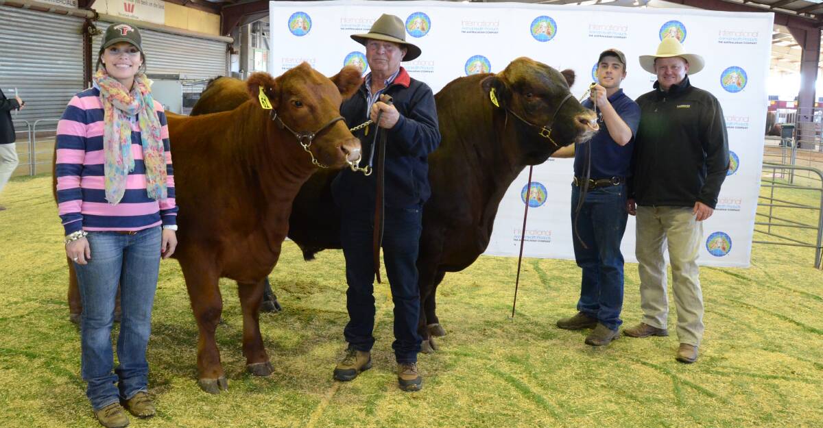 Nicole Skipper of Goondoola stud, Cargo, with the family's top-priced Red Angus heifer and bull bought by Ross Anderson, “Wattylbee”, Arding,  (holding the heifer; while the bulls is held by Paul Powe with John Settree, Landmark Stud Stock, Dubbo.