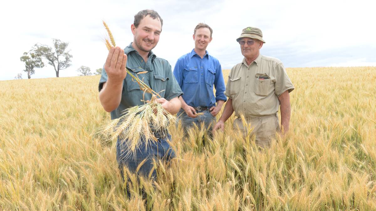 Woodstock district grain growers and graziers the Johnstone family's Tom and Ben with their father, Peter, in their paddock of Kittyhawk which won the Cowra Show Society's dryland wheat competition. Photo: Rachael Webb