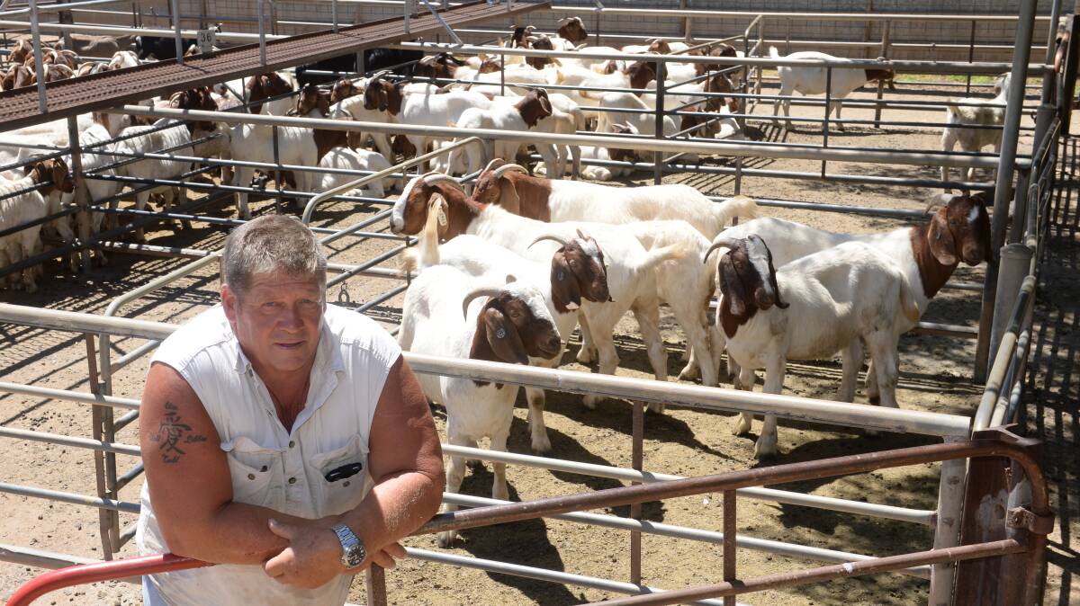 Greg Selby, Foster, sold 27 Boer bucks to $146 and a line of two-year-old wethers making  $135 each from the Bay Boer stud, Rylstone, in a dearer sale.