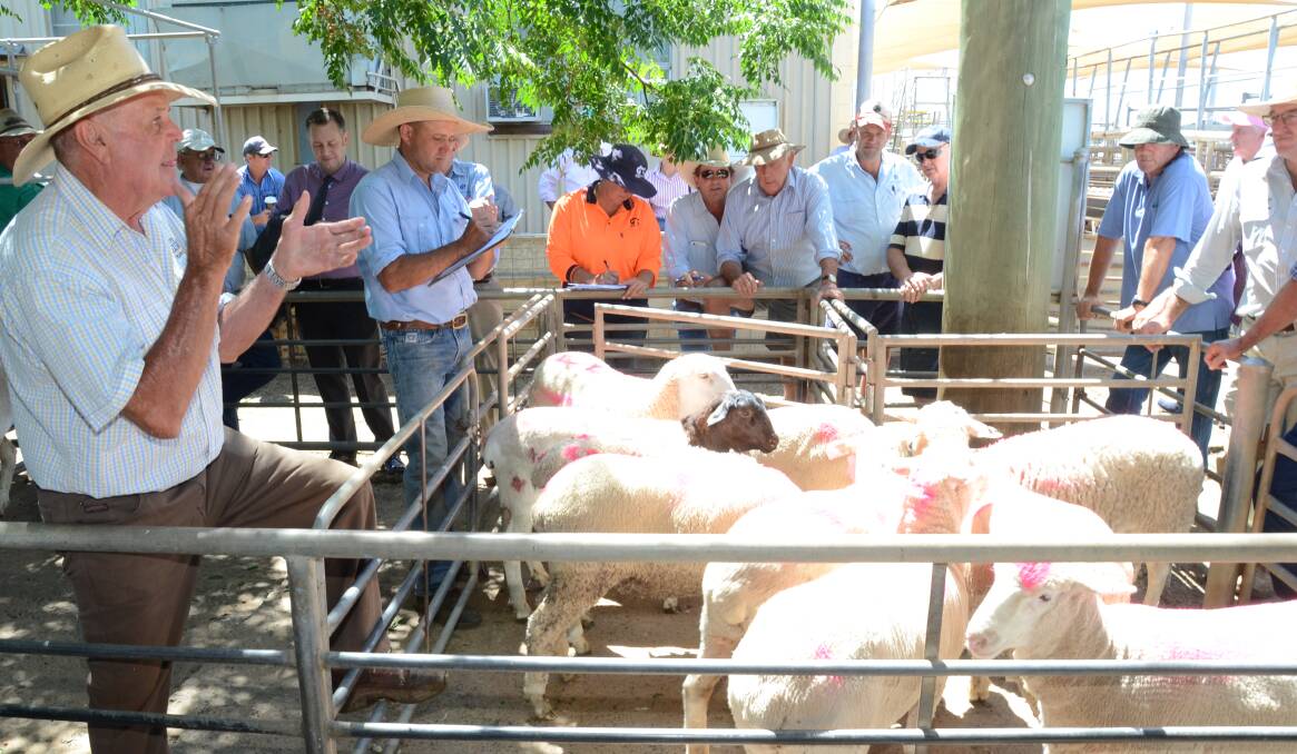 Trangie agent Peter Cruickshank auctions the 10 lambs and two hoggets which topped at $500 and grossed $5720 with several lots selling in pairs re-donated and sold again. Tim Wiggins pencils.
