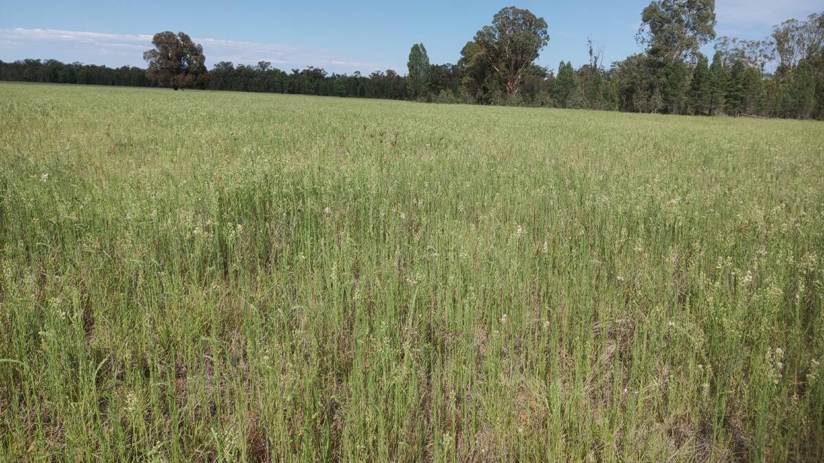 A failed Rhodes grass pasture, a consequence of the past drought and a variety far less drought hardy in the northern slopes environment than Premier digit grass. Broadleaf weed fleabane now dominates the pasture.