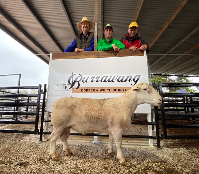 Burrawang Type 5 White Dorper ram, Burrawang Dusty sold for top price at $26,000, pictured with with Burrawang studmaster Wicus Cronje, and buyers, Callum and Hamish Wald, Tullinga stud, Condobolin.