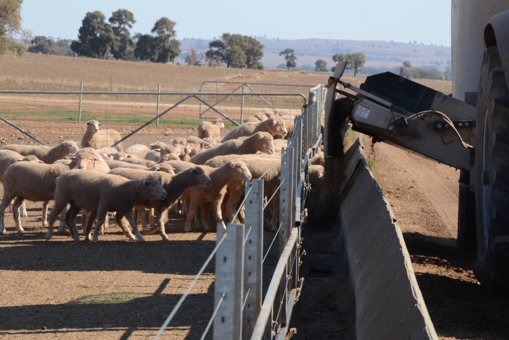 The Binginbar prime lamb feedlot turned off 36,000 lambs at up to 52 kilograms liveweight in the past 13 months. Pictured are lambs receiving their rations.