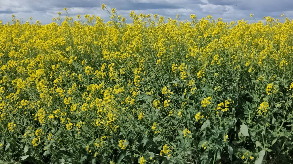 A canola crop yielding 3.5t/ha would remove some 141kg/ha nitrogen and 25kg/ha phosphorus. Soil testing and nutrient budgeting is vital to assess fert for 2021 crop.