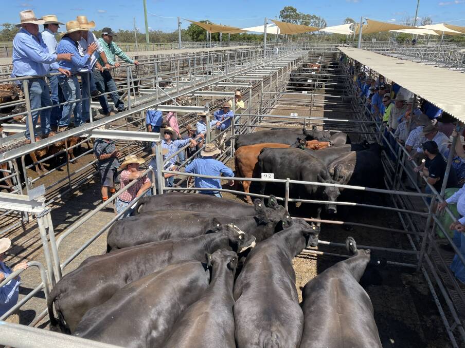 Christie and Hood sold red-tag pregnancy-tested-in-calf cows on behalf of Blairgowrie Pastoral Company, Mendooran, for $2370 a head at Dubbo store sale last Friday.