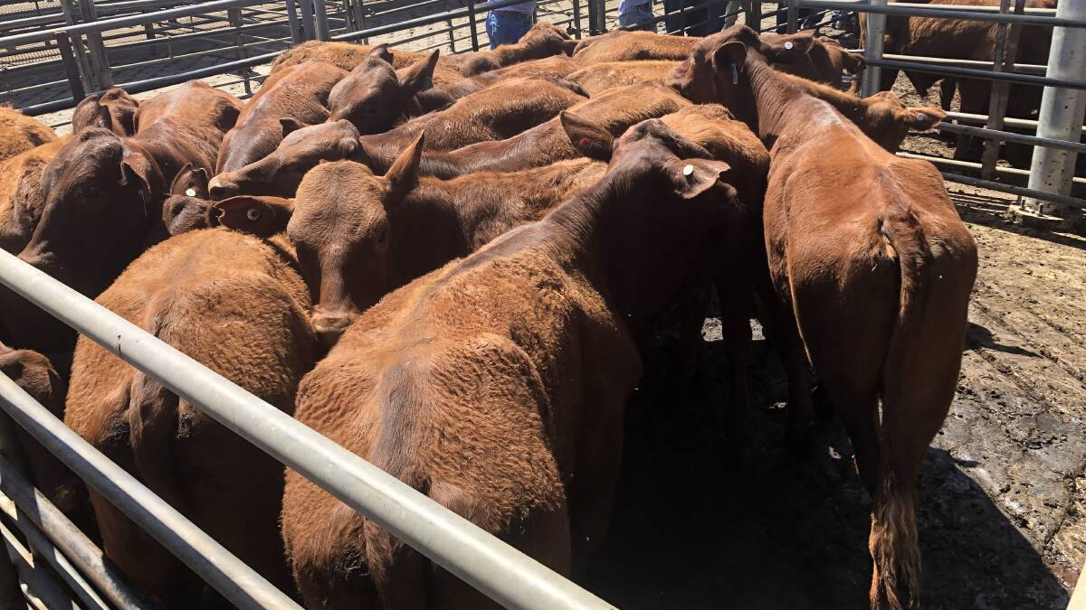 The pen of 16 Santa Gertrudis steers topped the steer section at $805 a head for Peter Carter, Umagarlee, Wellington. Photo by Rebecca Sharpe
