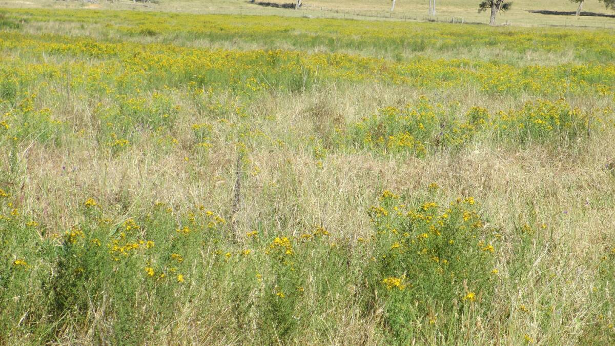 St Johns wort, if allowed to get away can be a costly and difficult weed to eradicate. Also very competitive against pastures.