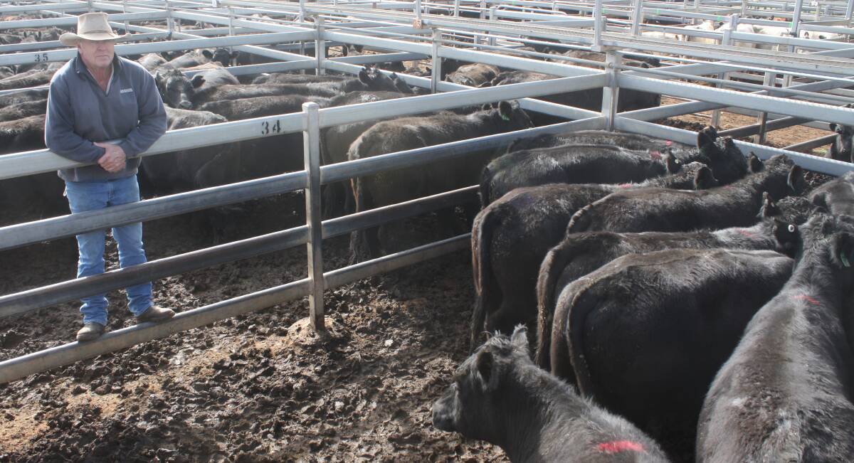 Hampshire Station manager John Halsted, Merriwa, with Angus steers, Eaglehawk blood, he sold for $1620 a head at Dunedoo's store sale on Wednesday last week.