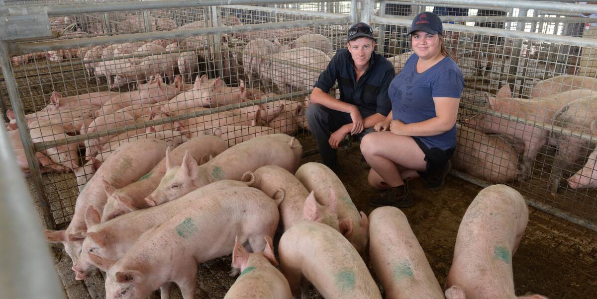 Tim Milne and Stephanie Beauchamp, "Eadesvale", Euchareena, among their mixed-sex weaners. The Milne family is a regular vendor at Forbes sales.