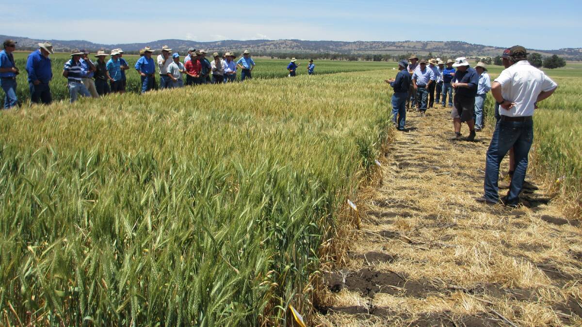 Trial assessing variety tolerance to rust. Variety resistance to rust is an important control strategy, as is slowing development of new disease strains.
