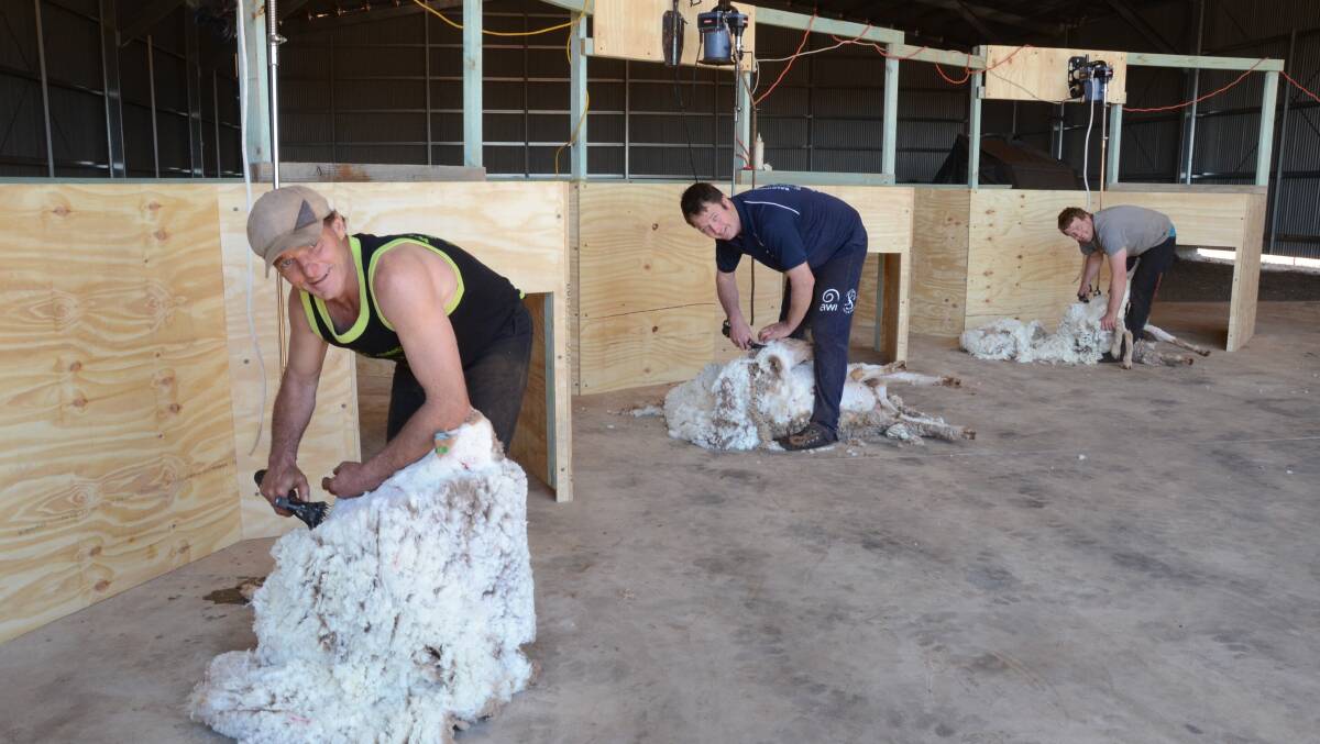 Champion shearers, Ben Barrett, Jason Wingfield and Bill Hutchison trial the final prototype of redesigned shearing modules at Arrow Park, Dubbo.