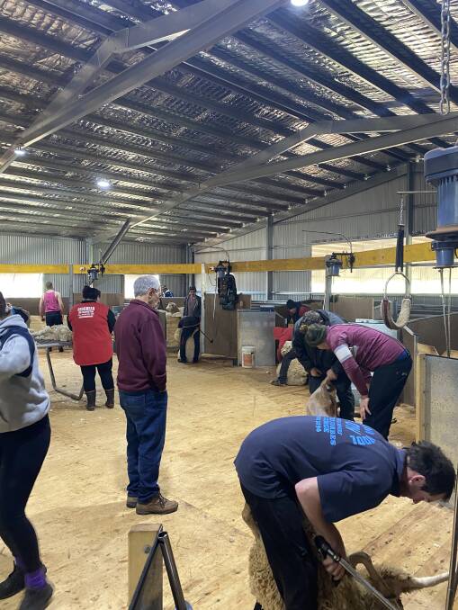 Supervised mentoring by some of the wool industry's best shearers continued throughout the day at Arrow Park, Dubbo. Photo from AWI.