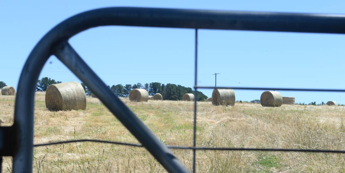 Haymaking has been plentiful, but January rain in the north has invigorated summer crops, as well as allowing drought affected stock paddocks to be locked-up to recover.