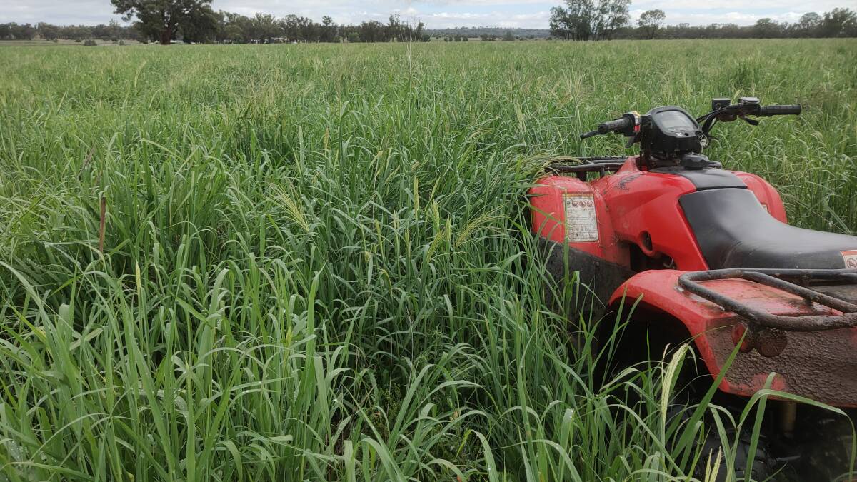 An early January 2021 view of a high quality Premier digit tropical grass pasture. Well managed, feed quality outcompetes grass seed risk to livestock.