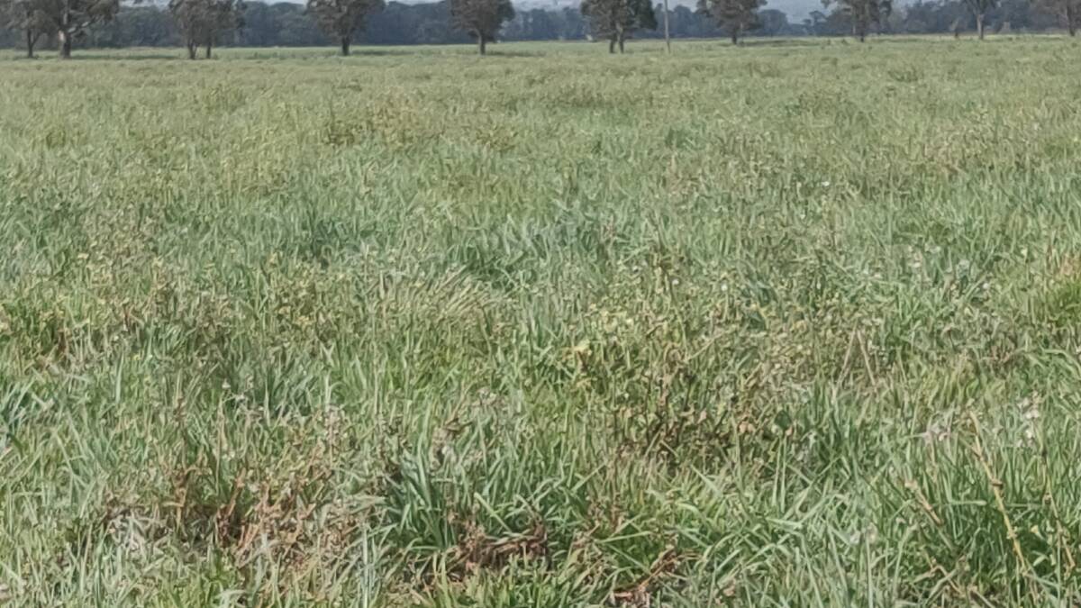 Bambatsi panic, a heavy soil tropical grass species, has also commonly survived recent droughts well in central northern NSW areas if reasonably well managed.