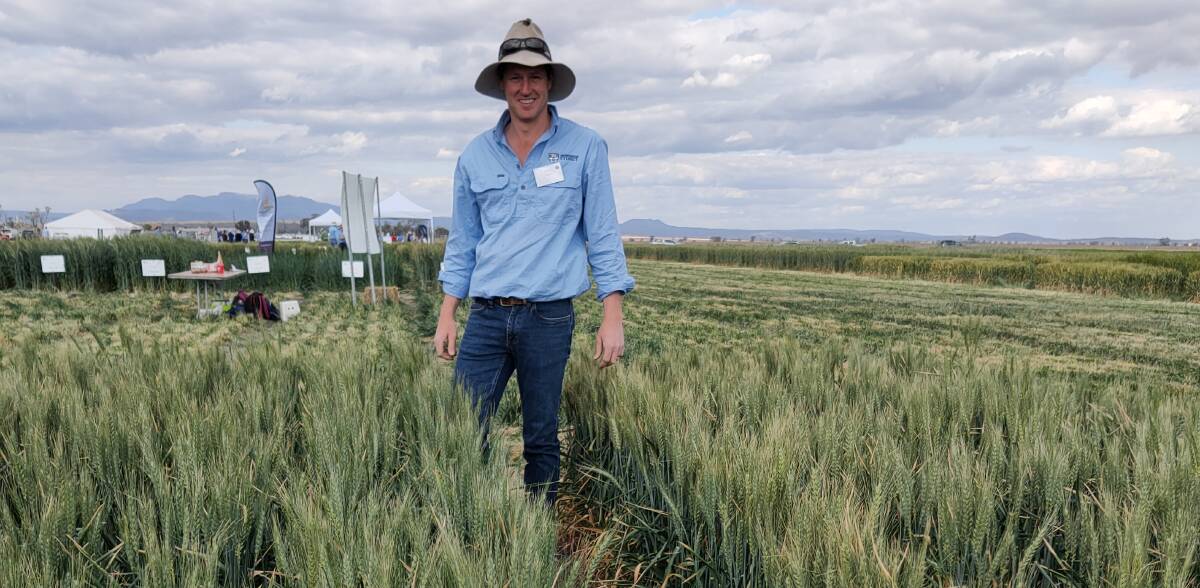 Dr Philip Davies has made excellent progress in improving crown rot tolerance of wheat with lines of improved tolerance flowing back to all wheat breeders through variety development process with improved crown rot tolerance.