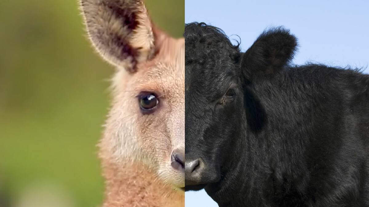 From digestive efficiencies in kangaroos to main eat producing domestic livestock.