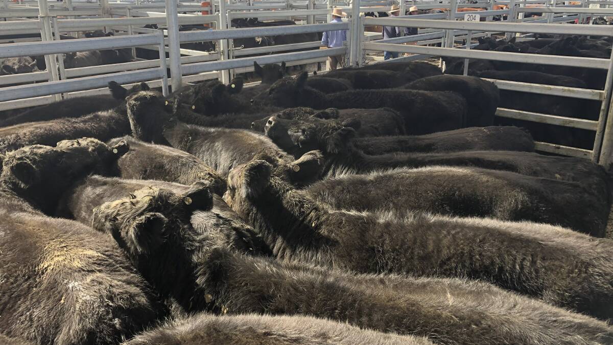 Angus weaner steers upwards of 280 kilograms sold up to $1310 with rising 200kg selling for a high of 631 cents/kg at Dubbo store cattle sale last Friday. File photo.