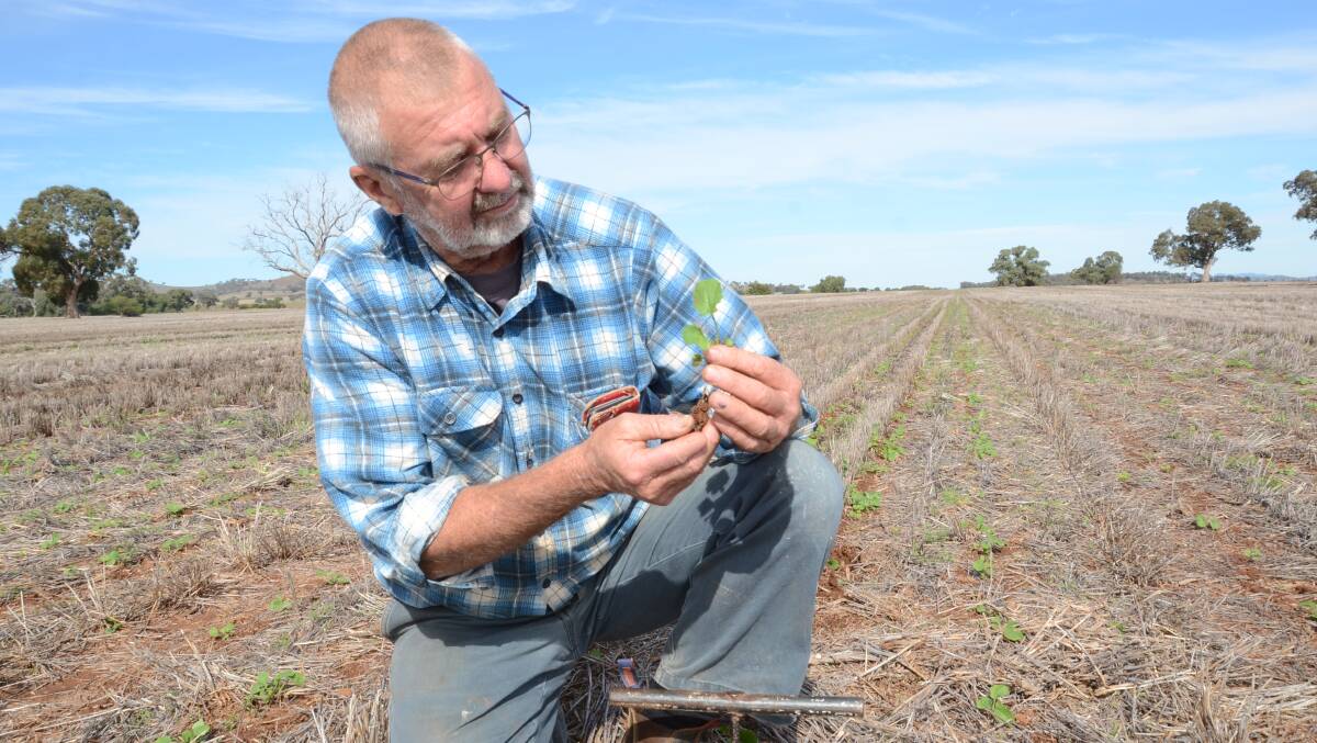 Peter Knowles in a paddock of Hyola 559 TT canola planted at a 25 centimetre depth at 38cm spacings mid-April on 78 millimetres of rain that fell in mid-to-late-March at Argyle Park, Wellington.