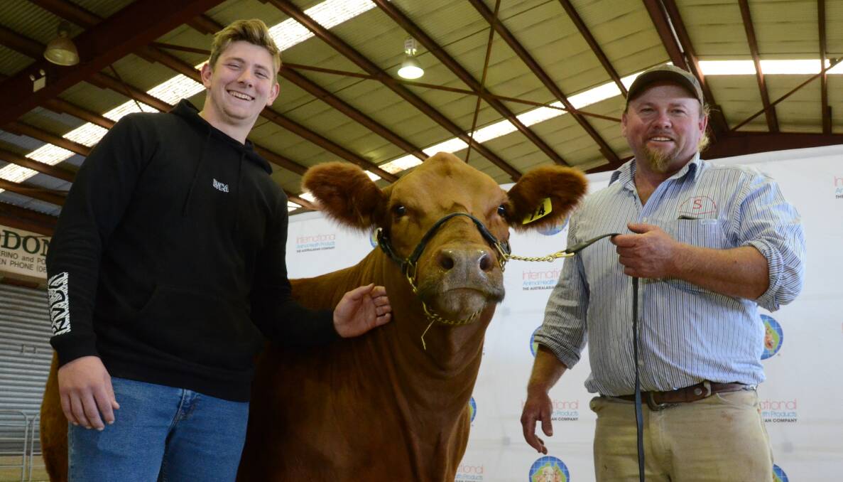 Luke Adams, Loaderry Simmentals, Londonderry, with his $11,500 top-priced Simmental female held and shown by Vaughan Campagnolo, Savannah stud, Myponga, South Australia.