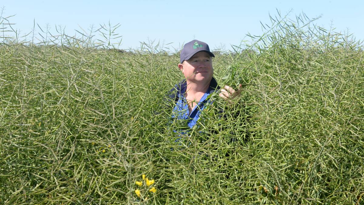 Grain Orana Alliance CEO, Maurie Street, shows how to estimate the maturity of a plant before windrowing on a leased 120ha crop of Pioneer 44Y90 near Wongarbon. Check all the plant for 60pc colouring, not just the main stem.